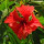 Edible and Medicinal Plants of Costa Rica