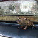 Morning dove