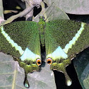 Common Banded Peacock