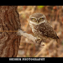 Little Owl