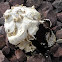 Desert Shaggy Mane (Old)