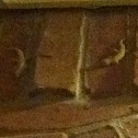 Mediterranean House Gecko