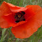 Amapola silvestre