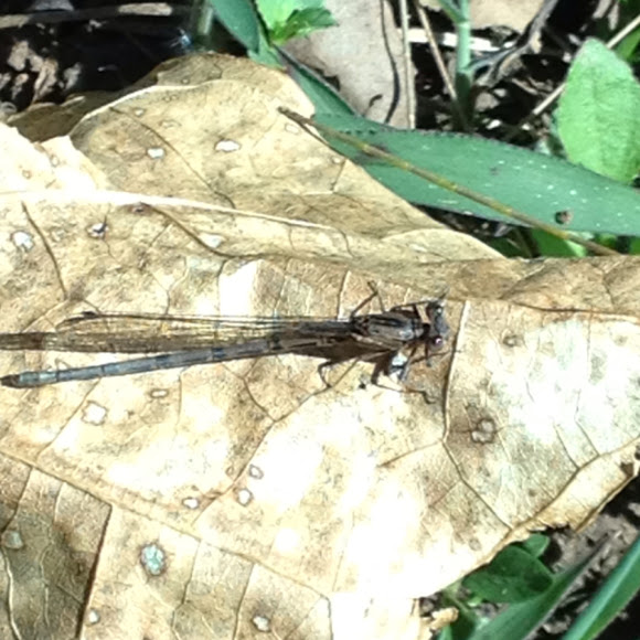 Spotting Image 1