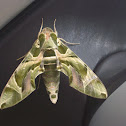 Oleander Hawk-moth