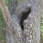 Plateau Live Oak