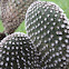 Opuntia