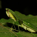 Leafy Praying Mantis