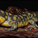 Eastern Tiger Salamander