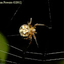 Butterfly Orbweaver