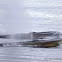Fin Whale