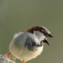 house sparrow