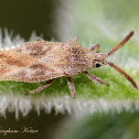 Lace Bug