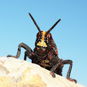 Koppie Foam Grasshopper (Immature)