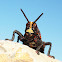Koppie Foam Grasshopper (Immature)