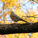 American Robin
