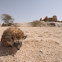 Desert hedgehog