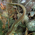 Mountain Dusky Salamander