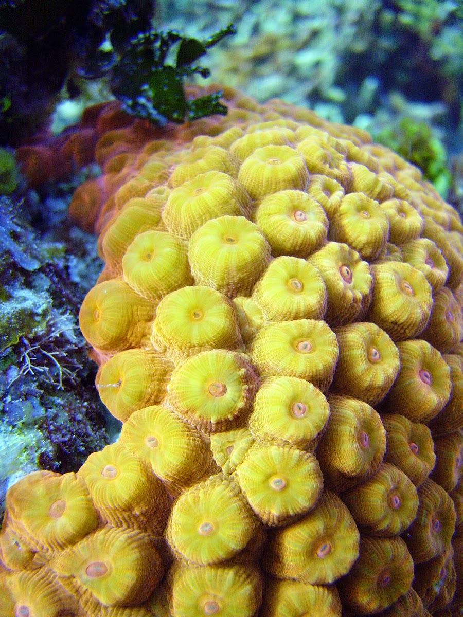 Great star coral