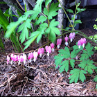 Old Fashioned Bleeding Heart