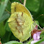 Sleepy orange butterfly