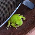 Green tree frog