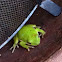 Green tree frog