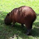 Capivara