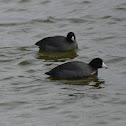 American Coot