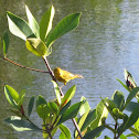 Yellow Warbler