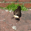Common Starling