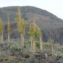 Boojum tree or (Spanish) cirio