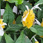 Yellow Shrimp Plant