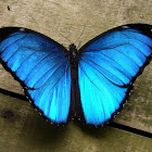 Blue Morpho Butterfly