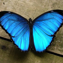 Peruvian Amazon: Species Spotlight 
