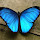 Peruvian Amazon: Species Spotlight 