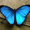 Blue Morpho Butterfly