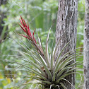 Cardinal Air Plant