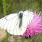 mariposa blanca del mojuelo
