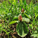 Sweet Betsy Trillium