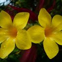 yellow bell