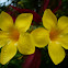 yellow bell