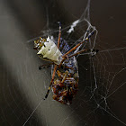 Orb-web spider