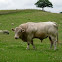 Toro. Bull