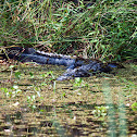 Alligator