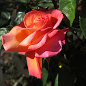 Hybrid Tea Rose