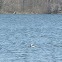Bufflehead