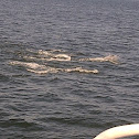Bottlenose Dolphins