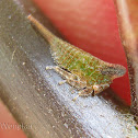 Treehopper