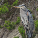 Great Blue Heron